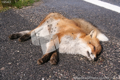 Image of Dead fox