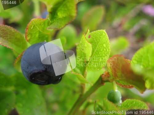 Image of Blueberry