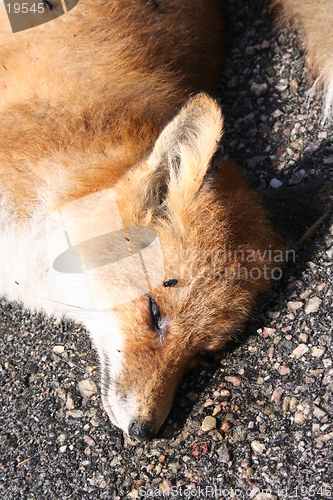 Image of Dead fox