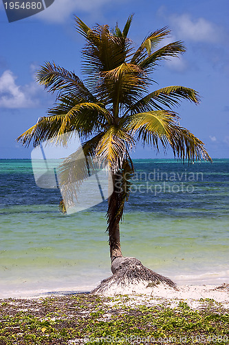 Image of  palm in the wind in the blue lagoon