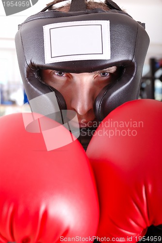 Image of .boxer face closeup