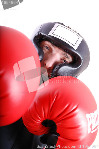 Image of .boxer face closeup