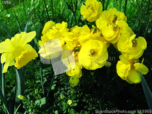 Image of Flower company