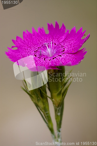 Image of violet  wild carnation  epilobium