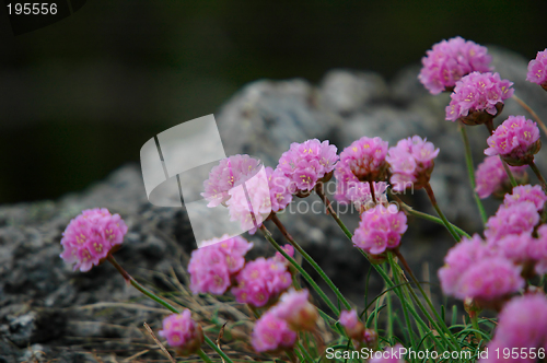 Image of Beach flowers