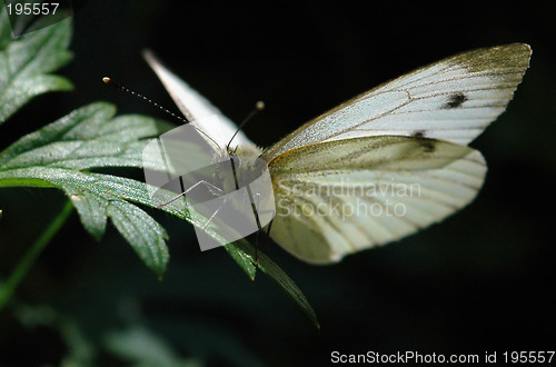 Image of Butterfly