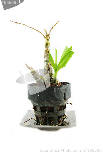 Image of Plant in a pot