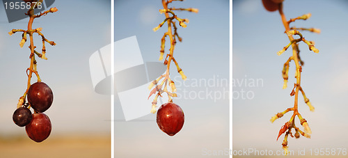 Image of grape serie