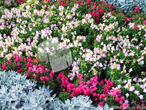 Image of Flowers all around