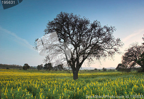 Image of The tree...