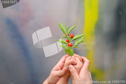 Image of protection and growth concept