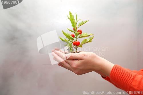 Image of growth concept