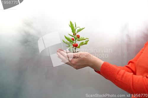 Image of growth concept