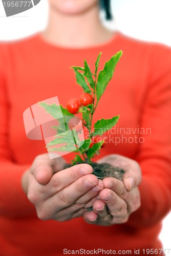 Image of Beautiful  girl holding young plant