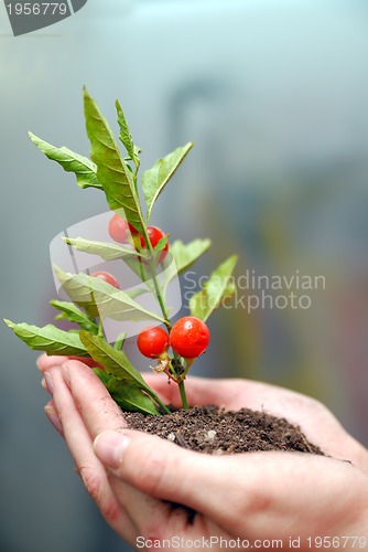 Image of growth concept