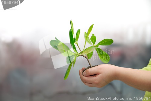 Image of growth concept