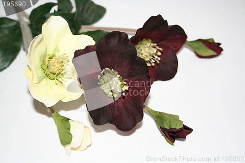 Image of Christmas roses