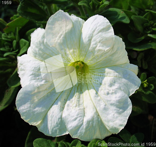 Image of Lonely white flower