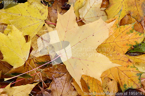 Image of autumn maple leaves