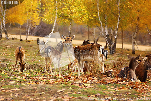 Image of deer eating a leaf