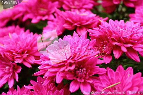 Image of detail of pink chrysanthemum