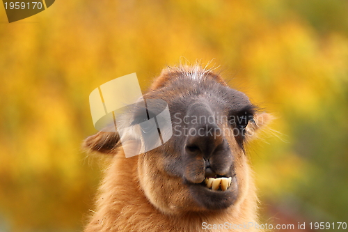 Image of llama showing its teeht