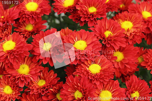 Image of red chrysanthemum bouquet