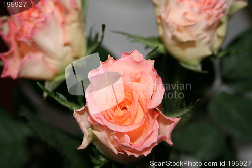 Image of Wonderful roses