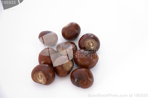 Image of Conkers