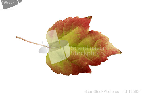 Image of Autumn leaf