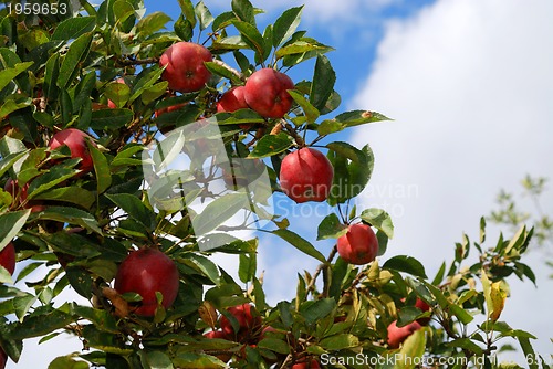 Image of Apple tree