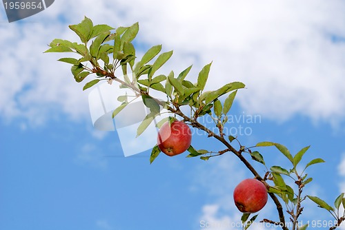 Image of Apple tree