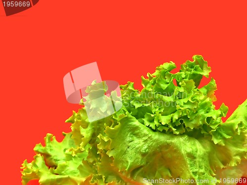 Image of green lettuce with red background
