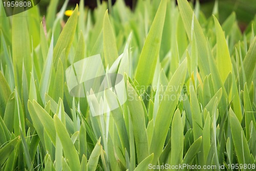 Image of green grass