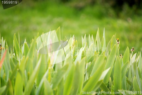 Image of green grass