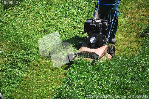 Image of green grass