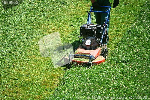 Image of green grass