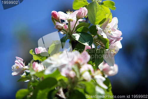 Image of Cherry tree in bloom