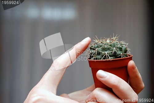Image of Touch the cactus