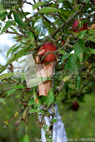 Image of Man straching for an apple