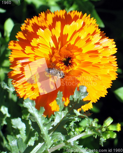 Image of Flower wild