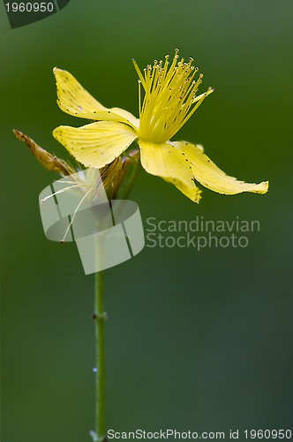 Image of  yellow hypericum perforatum guttifere