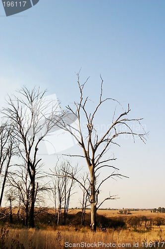 Image of Dead trees