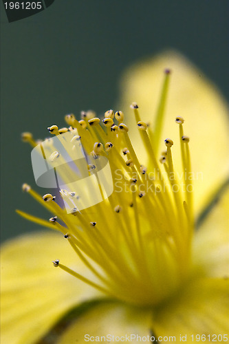 Image of hypericum perforatum guttifere