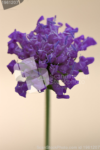 Image of  violet labiate