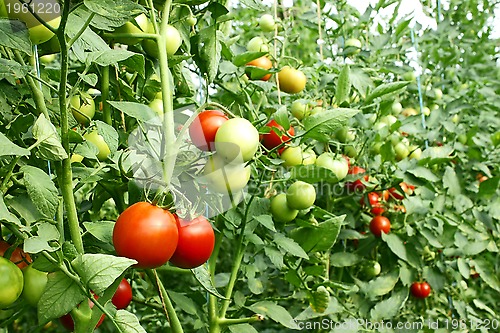 Image of Red tomatoes ripening in greenhouse
