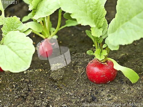 Image of Red radish in soil close up