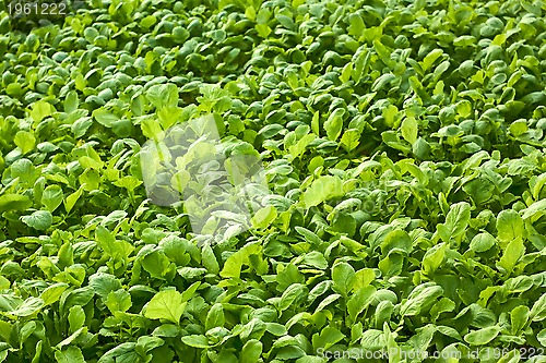 Image of Radishes plants are growing in the soil