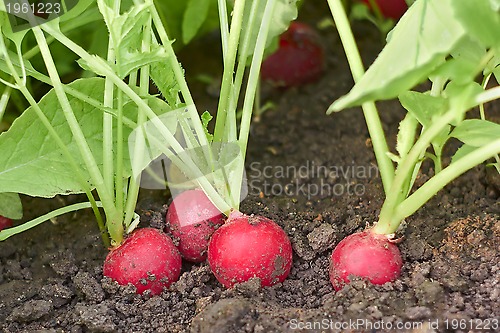 Image of Red radishes in soil close up