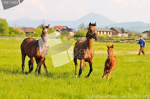 Image of horse nature